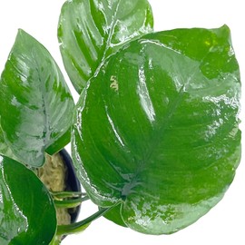 Anubias Barteri Broad Leaf Live Aquarium Plants Potted for Freshwater Aquatic Plant BUY2GET1FREE