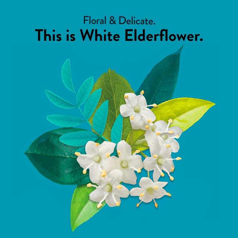 Choice Organic Teas White Elderflower Tea - Organic White &