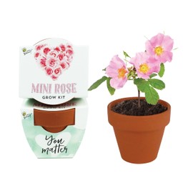 BUZZY Terracotta Mini Grow Pots for Adults and Kids | Love Mini Rose | 12-Count case| Best Gardening Gifts or Party Favors for Wedding, Birthday, Shower, Valentine | Guaranteed to Grow