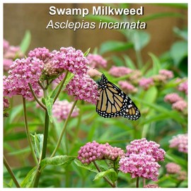 Swamp Milkweed (Asclepias incarnata) Butterfly Lady's of 25 Premium Seeds