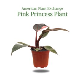 American Plant Exchange Live Philodendron Pink Princess Plant, Plant Pot for Home and Garden Decor, 4" Pot