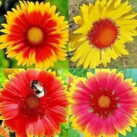 Flowers 🌼 200+ BLANKET FLOWERS HUMMINGBIRD MIX SEEDS | PERENNIAL SUNFLOWER | AUTUMN