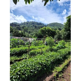 Tesoros Del Pais Green Unroasted Coffee Beans Ahuachapan, El Salvador Single Estate High Elevation (Wet Milled, 5 lb)