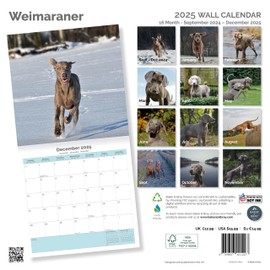 Baker and Bray Weimaraner Calendar 2025, Large Square Wall Calendar, 16 Month, Weimaraner Gift Dog Calendar.