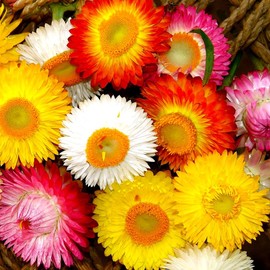 Helichrysum Flower Seeds 250+ Seeds for Planting Non-GMO Strawflowers Immortelle Italian Everlasting Paper Daisy
