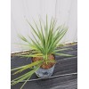 Northeast Ohio Palm Trees Sabal Minor Palm Tree, Large 7