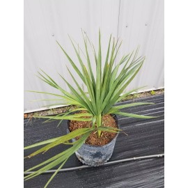 Northeast Ohio Palm Trees Sabal Minor Palm Tree, Large 7 Gallon, Cold Hardy - Tree Only