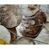 Salty Pelican Pack of 2 Large Saddle Oyster Seashells Windchime