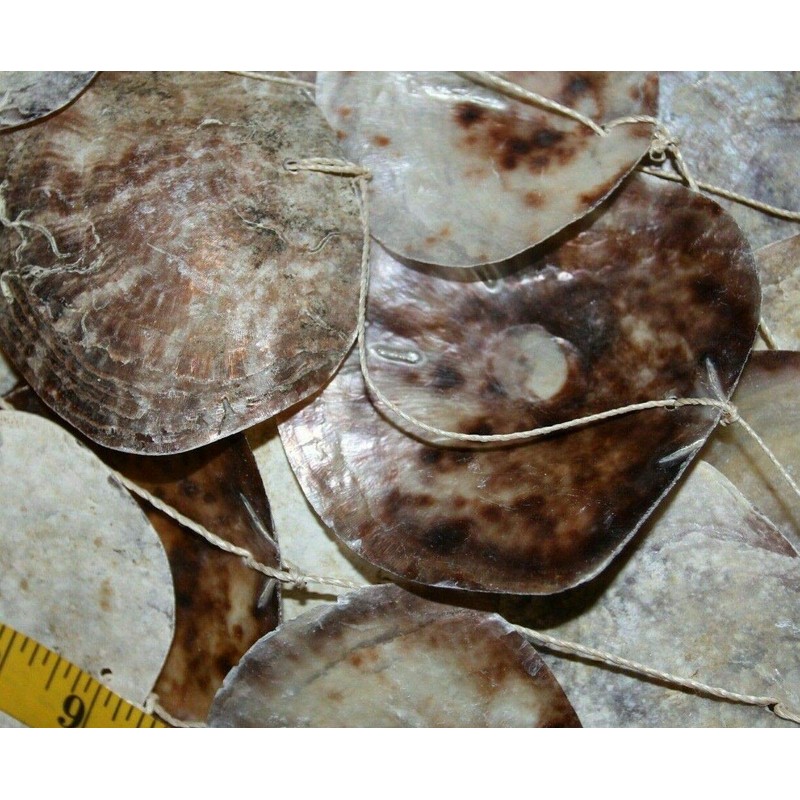 Salty Pelican Pack of 2 Large Saddle Oyster Seashells Windchime