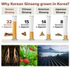 BTGIN Bon Korean Red Ginseng Extract Immune Support for Focus