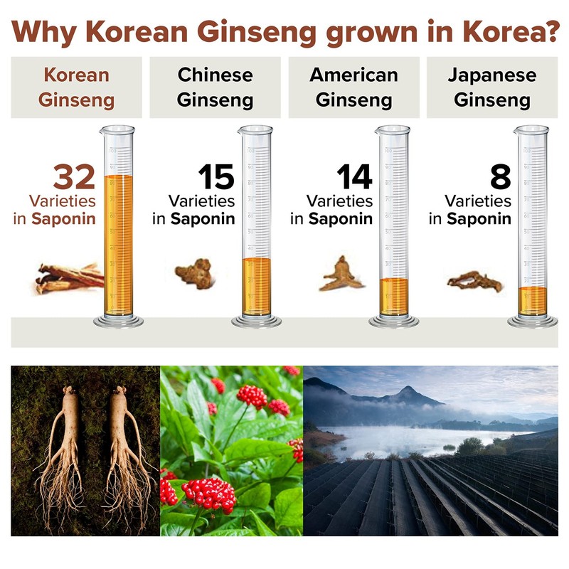 BTGIN Bon Korean Red Ginseng Extract Immune Support for Focus