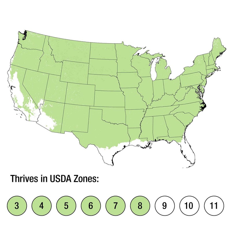 Plants by Mail 3 Gallon - Dwarf Alberta Spruce, Green