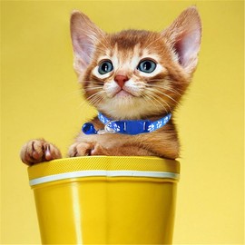 2-Pack Small Cat Collar with Bell Pretty Kitten Collar Buckle Adjustable Polyester Cat Collar