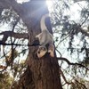 フクロモモンガ 牽引ロープ 小動物 モモンガ ハーネス リードセット ハムスター牽引ロープ 爬虫類 ハムスター お散歩