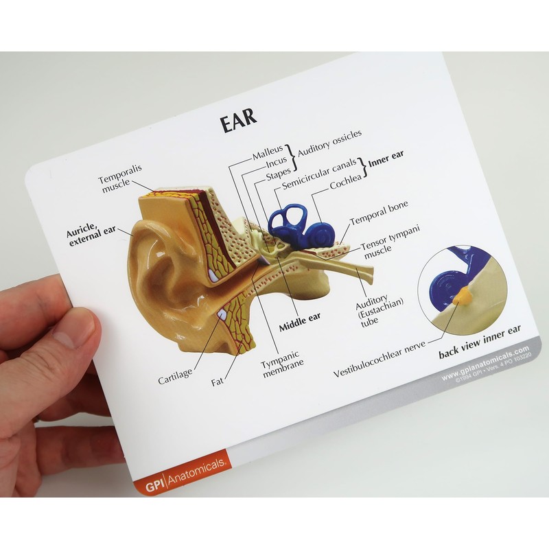Life-size ear cross-sectional model, trisemicircular canal, cochlea, ossicles, eardrum, etc.