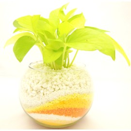 House Plant Lime Arum S Yellow Orange