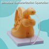 DRXRD Catheterization Model Anatomical Models Internal External Genital PVC Anatomy