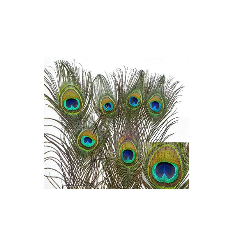 Natural Peacock Feather Cat Toy 6 Pack