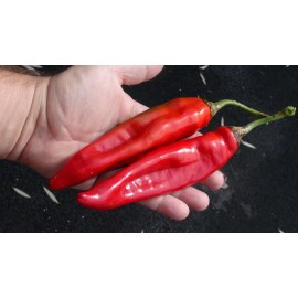 Sunshine Seeds Chili Puya Pepper Seeds (15) / ORGANIC / FLORIDA GROWN / MEXICAN CUISINE