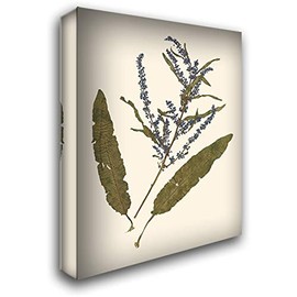 ArtDirect Vision Studio 20x24 Gallery Wrapped Canvas Museum Art Titled: Pressed Botanical IV