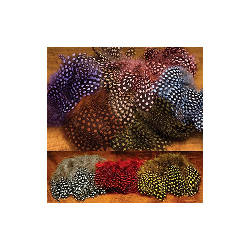 Guinea Feathers Stung