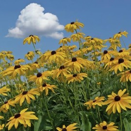 Premium Indian Grass Seed –100 Seeds. Native Perennial Grass for Eco-Friendly Landscaping & Erosion Control Vibrant Blooms: Produce Large, Eye-catching Growth.