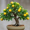 Dwarf Lemon Bonsai Tree Seeds, 20 Seeds, Grow a Delicious