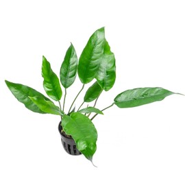 SubstrateSource Anubias Live Aquarium Plants - Potted Freshwater Plant for Fish Tanks, Terrariums - Beginner Friendly Low Light (Short and Sharp, 1 Pot)