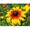 TomorrowSeeds - Gloriosa Daisy Seeds - 4500+ Count - for