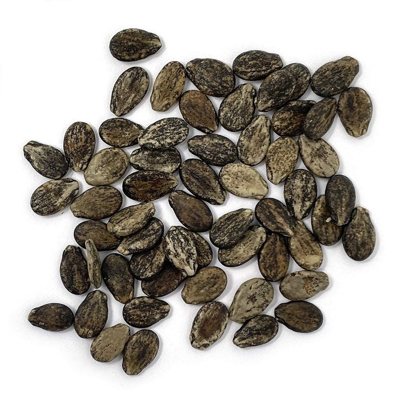 Organic Watermelon Seeds (Crimson Sweet) - Approx 12 Seeds -