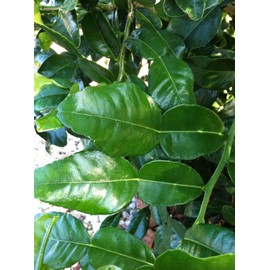 EliteKoopers 100g Fresh Kaffir Lime Citrus Leaves Leaf