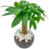 Decorative Hydroponic Pachira Plant, Miniature, Real, Hydroculture, No. 2 Size,
