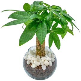 Decorative Hydroponic Pachira Plant, Miniature, Real, Hydroculture, No. 2 Size, Easy Care For Beginners, Resists Breeding Insects, Can Be Placed In Entryways or Bathrooms