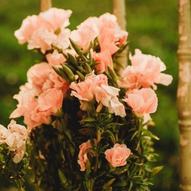 Peach Godetia - 250 Seeds - Beautiful Light Salmon Flowers, Great for Bouquets & Arrangements, Non-GMO Heirloom Godetia Seeds for Planting in The Home Garden, Thresh Seed Company