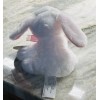 Fuzzy Friends 6” Baby Bunny Rabbit Plush Easter Stuffed Animal.