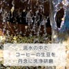 Cold Brew Coffee Bag, Daiginjo Brazil Galaxy Coffee (1.4 oz