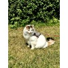 Mynwood Cat Jacket/Harness Desert Storm Combat Kitten up to 8month