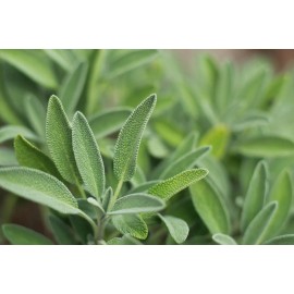 Natures Potions Ltd SAGE SEEDS, 100 Seeds, Salvia officinalis, Herb, Organic, Heirloom, Perennial