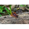 Rebel LIVEFLEX™ Hopper Soft Plastic - Summer Hopper - 1.75"