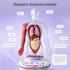 Science Can Human Body Model for Kids - Interactive Anatomy