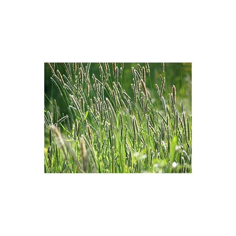 Climax Timothy Grass Seeds, 1 Pound by Seeds2Go