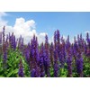 RAISE ME UP: Seeds Sage (Salvia Officinalis) Non GMO Heirloom