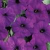 Outsidepride 15 Seeds Annual Blue Easy Wave Petunia Spreading Flower