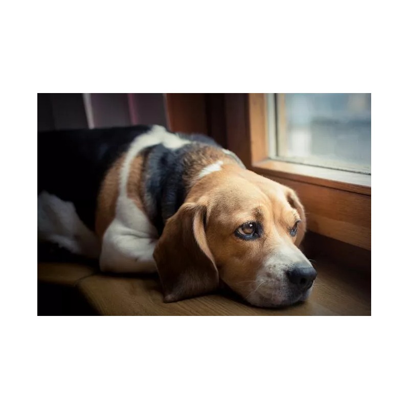 Pets Health Solution dog urinary health support - DOG URINARY