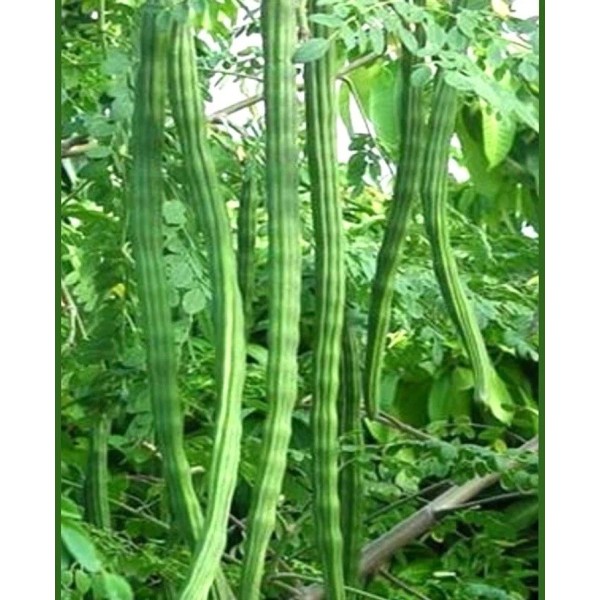 Fresh Organic Moringa Drumstick - 1 lb of Fresh Pods,
