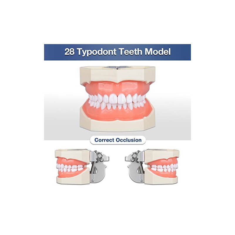 Ultrassist Typodont - Modelo de dientes con 28 dientes extraíbles,