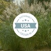 Bloomingbulb Ornamental Grass, Silver Feather Grass, Outdoor Planting, Decorative Garden