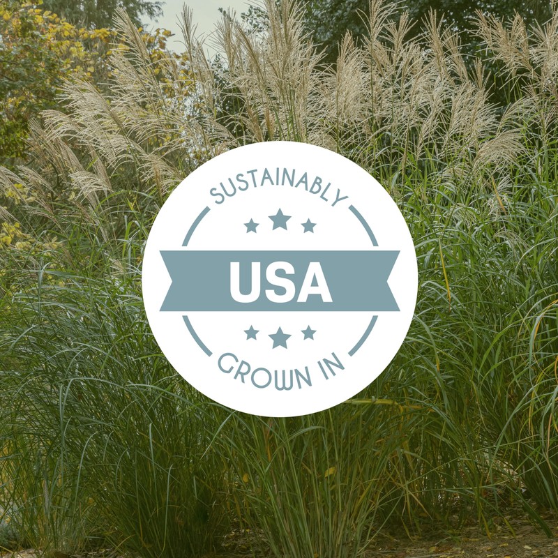 Bloomingbulb Ornamental Grass, Silver Feather Grass, Outdoor Planting, Decorative Garden