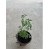 Rue Common Rue Plant 6” With Pot Ruta graveolens Herb