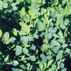 1,000 Alfalfa Seeds Salad Sprouts Wildlife Cover Crop